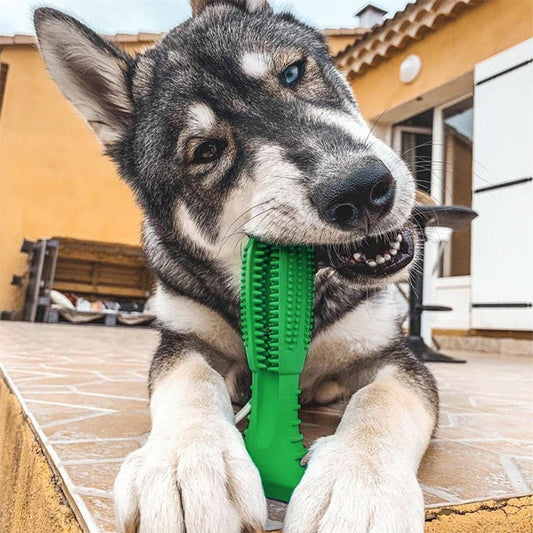 DentalCare™ | Kauwbotten voor Honden | 1+1 GRATIS EN 50% KORTING! - Hufitta